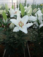 [5284 Serena Madonna No02.JPG]